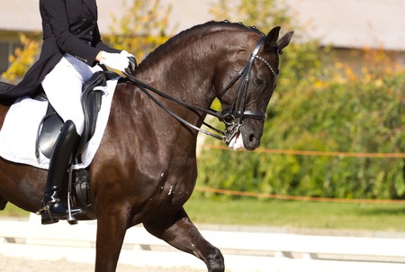 Show Horse being rode