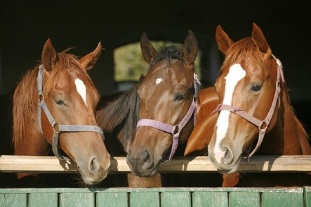 three horses standing next to each other in barn