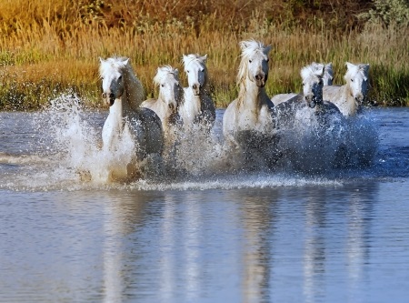 Wild Horses in stream