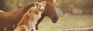 Animal Companionship Tips