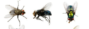 Several different kinds of flies