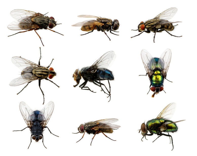 Several different kinds of flies