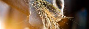 Horse eating hay