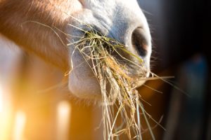 Horse eating hay