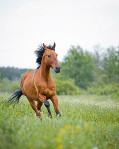 Horse Running