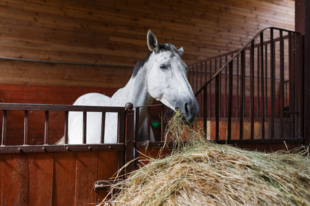 Horse eating hay