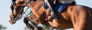 How Horses Learn