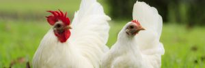 Beginner Tips for Keeping Backyard Chickens
