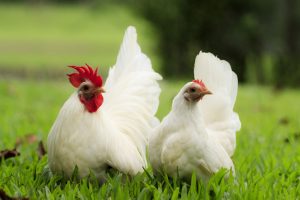 Two backyard chickens