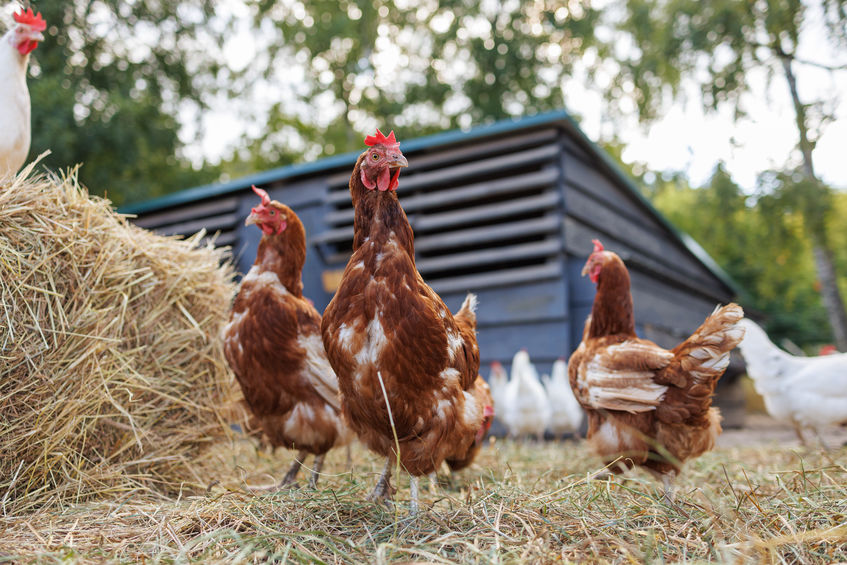 Close up of brown hen near chicken coop. other chickens in background.