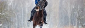Horse Barns for Sale in TX