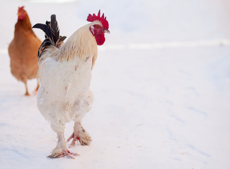 two chickens standing outside in the snow