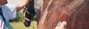 Horse Barns for Sale in Texas