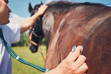 Horse Barns for Sale in Texas