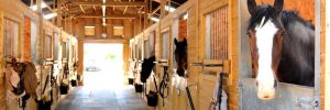 Horse Barns for Sale in TX