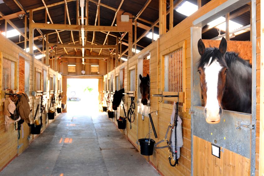 inside of a healthy horse barn