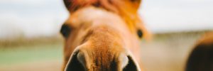 Horse Barns for Sale in TX