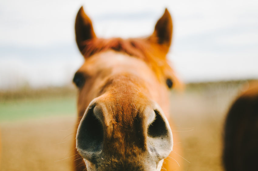 up-close shot of horse face