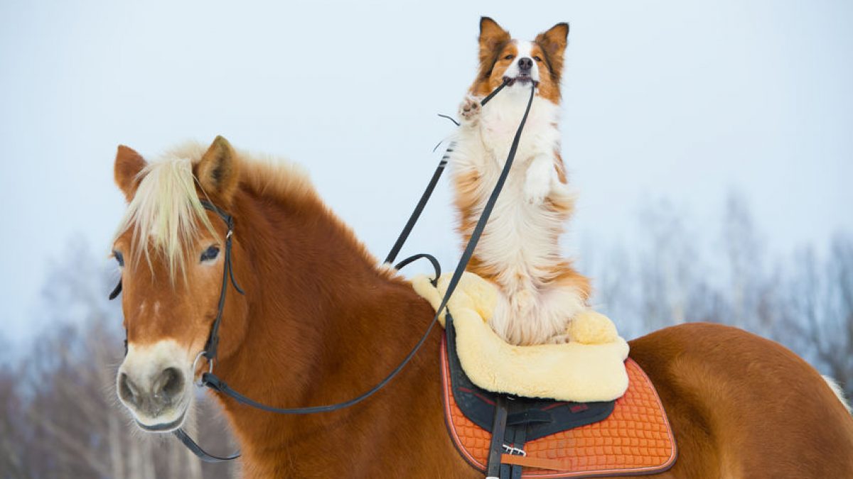 How Are Horses And Dogs Different