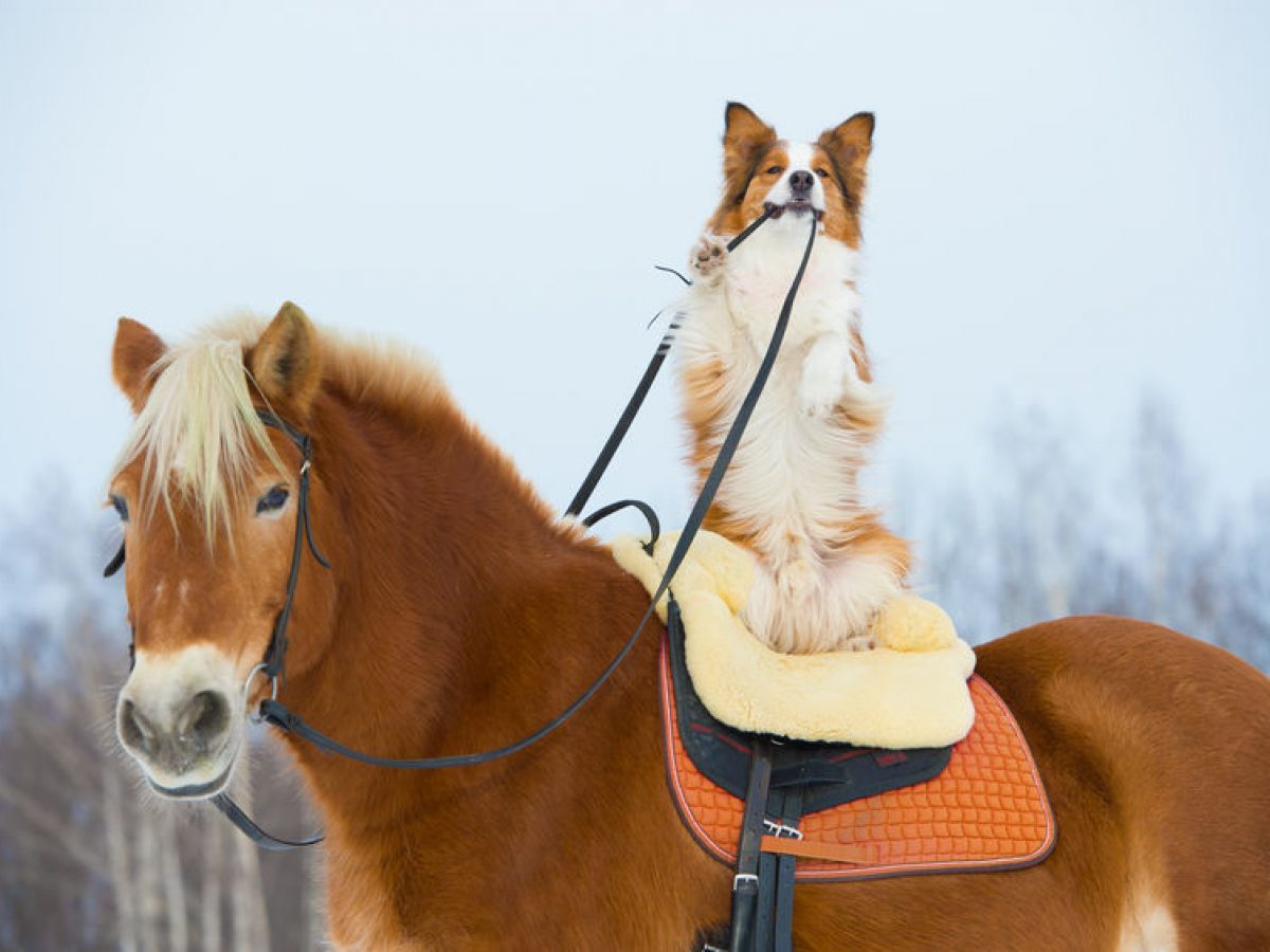 What Animal Is A Good Companion For A Dog