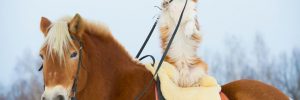 Horse & Animal Structures for Sale in TX