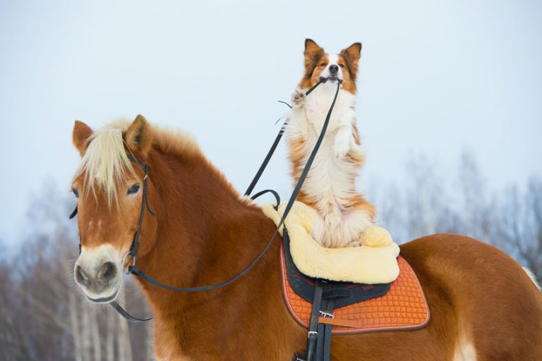 4 Animals That Make Great Companions for Your Horse Deer Creek Structures