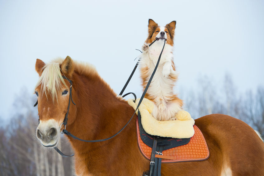 Horse & Animal Structures for Sale in Lott, TX