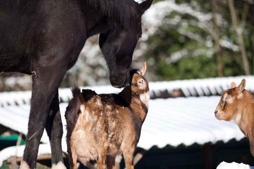 Horse and goat together - animal friendship