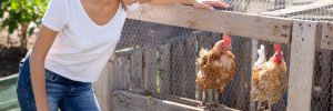 Prefab Chicken Coops for Sale near Houston TX
