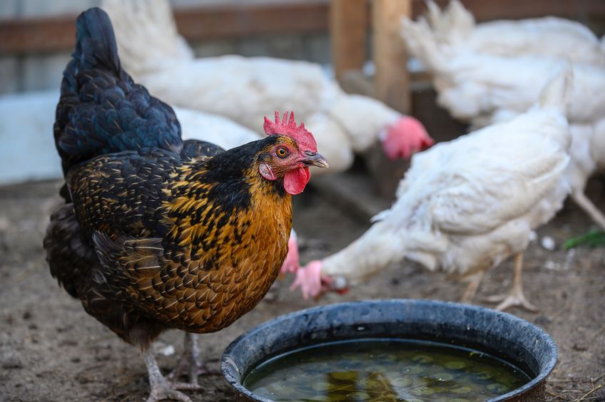 A beautiful hen with a red comb and brown and black feathers looks directly into the camera standing at the feeder in the farmyard. Close-up of the bird, blurred background.