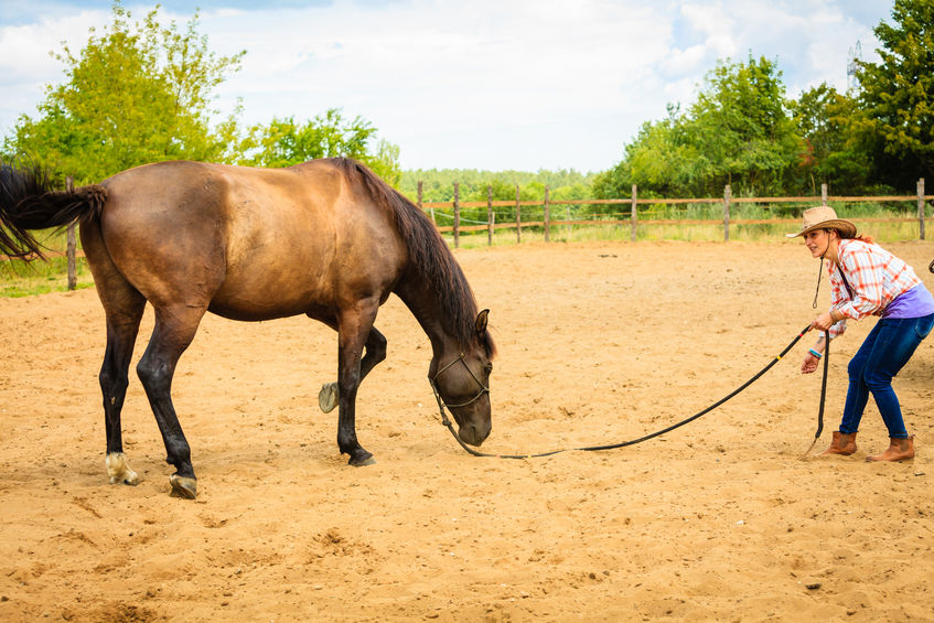 Portable Horse Structures in Texas
