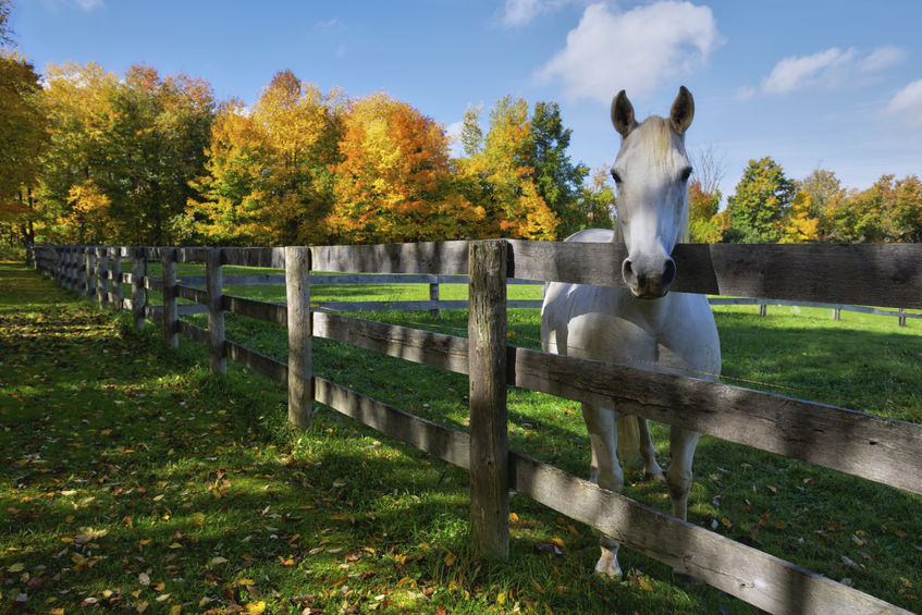 Horse standing on grass near the fence with autumn leaf color