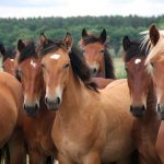 Prefab Horse Barns for Sale in TX