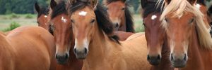 Prefab Horse Barns for Sale in TX