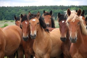 herd of horses 