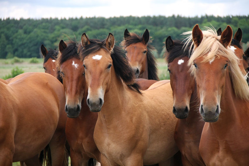 Prefab Horse Barns for Sale in TX