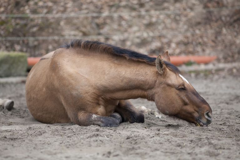 Horses Can Catch Colds Too Here’s What You Need to Know Deer Creek Structures