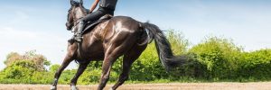 Portable Horse Barns and Sheds for Sale in TX