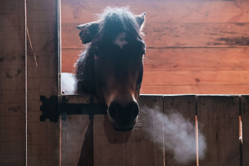 cold, sick brown horse in the stable. breath from the nose visible.