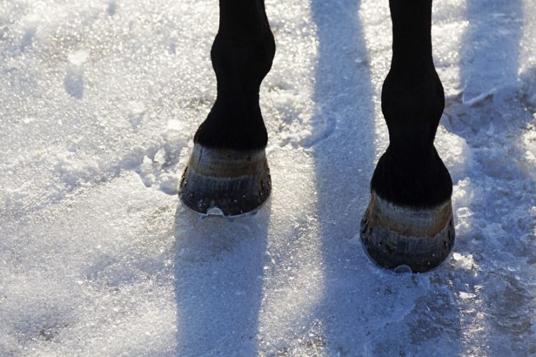 Protect Your Horse from These 4 Winter Hoof Woes Deer Creek Structures