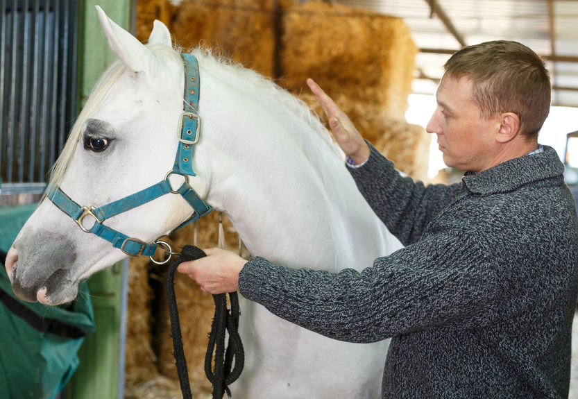 Portable Horse Barns for Sale in Texas