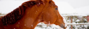 Horse Sheds, Stables & Barns for Sale in Lott, TX