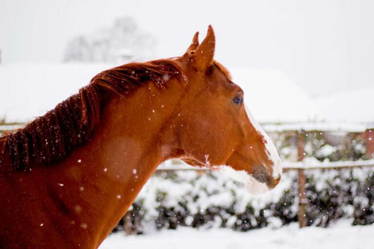 Winter Care for Your Senior Horse Deer Creek Structures