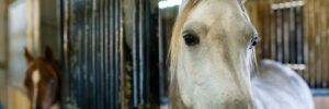 Prefab Horse Barns for Sale in Texas