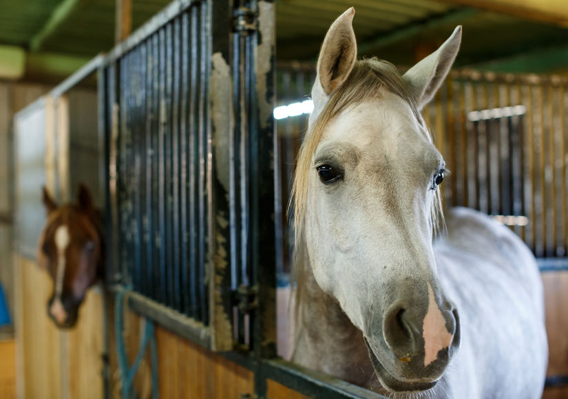 Prefab Horse Barns for Sale in Texas