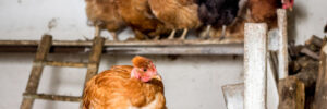 Prefab and Custom Chicken Coops in Texas