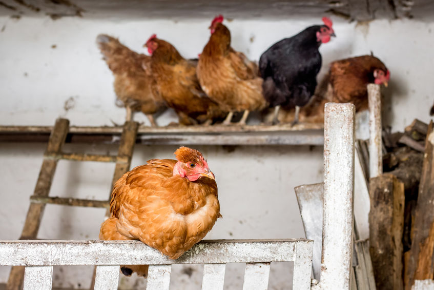 Prefab and Custom Chicken Coops in Texas