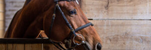Pre-Built Portable Horse Barns in Texas