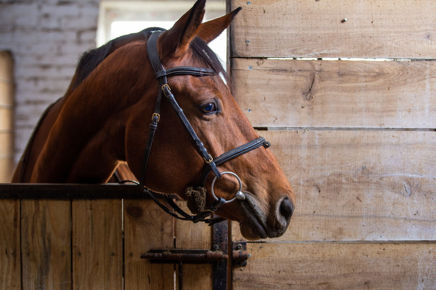 Pre-Built Portable Horse Barns in Texas