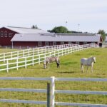 Large horse farm with horses grazing around newly repaired fences